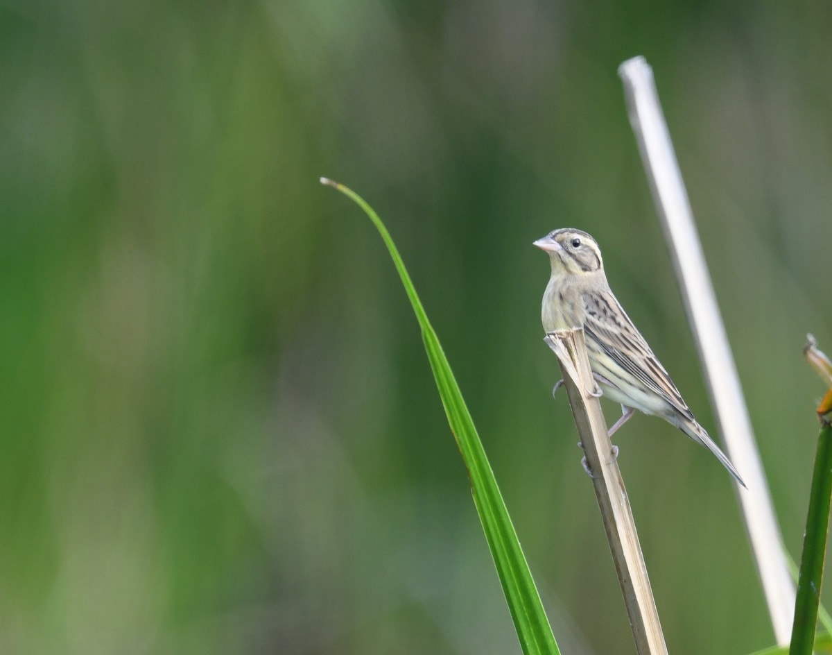 シマアオジ - ML644402142