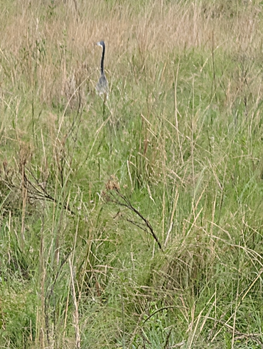 Black-headed Heron - ML644402160
