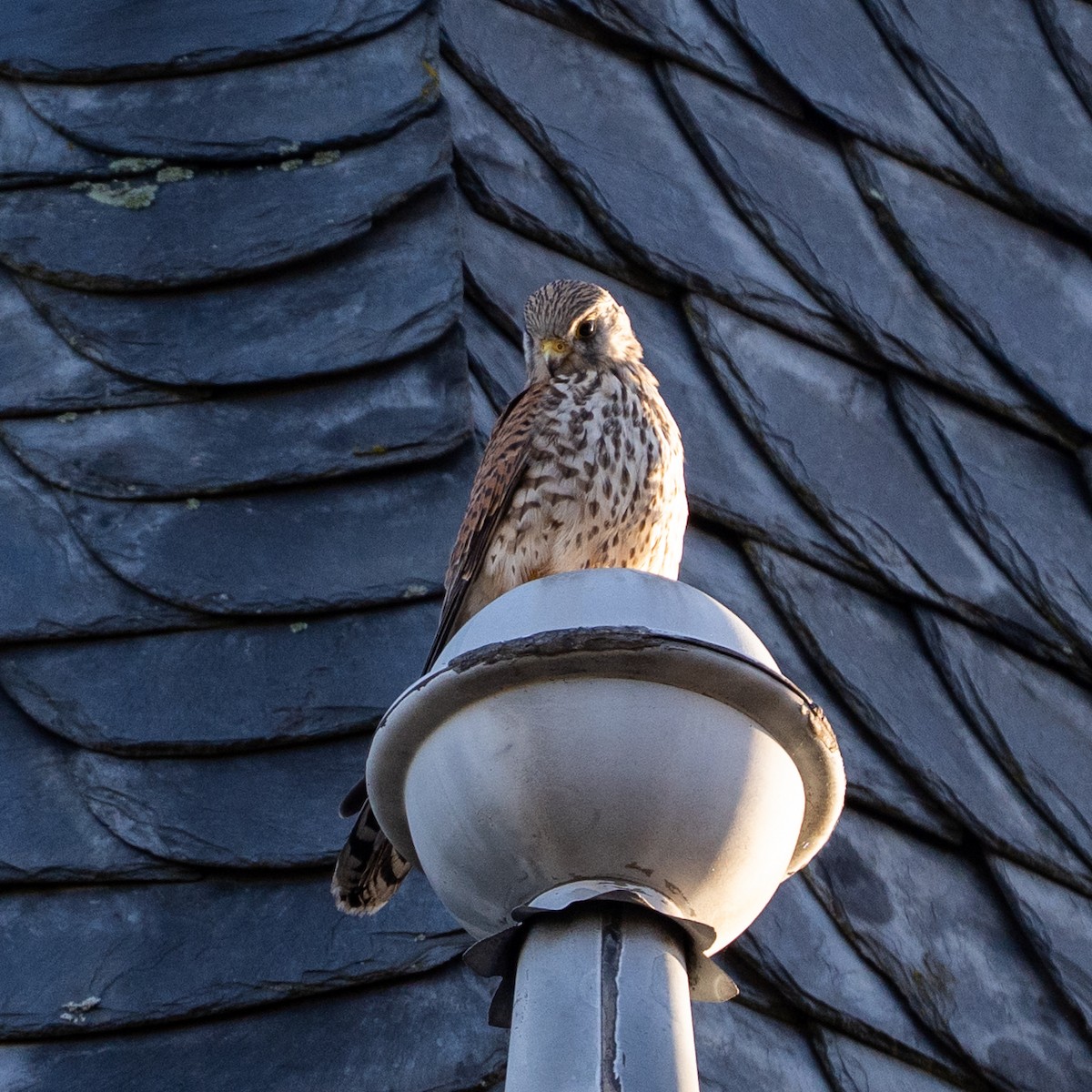 Начин шонхор - ML644402168