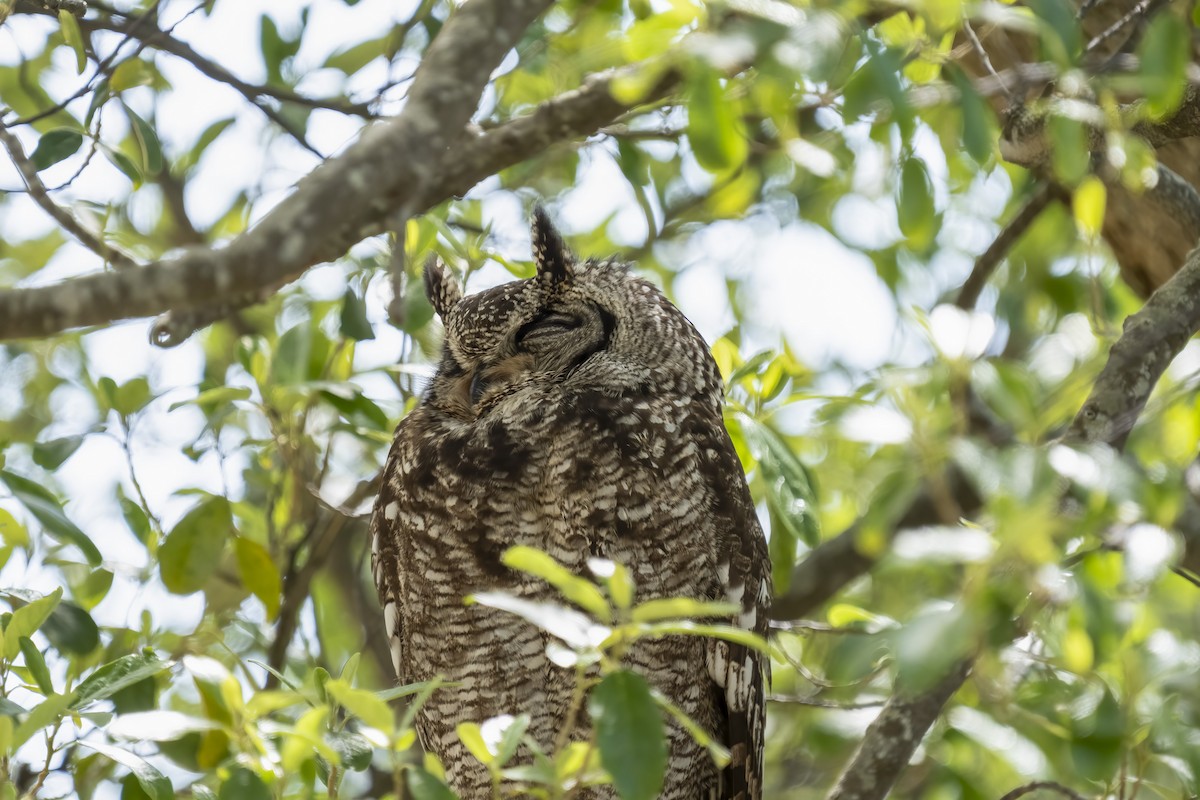 Grand-duc africain - ML644402169