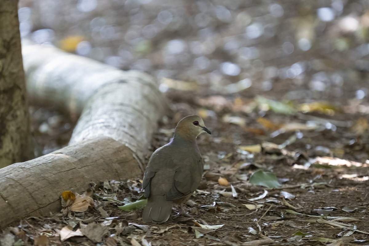 Lemon Dove - ML644402172
