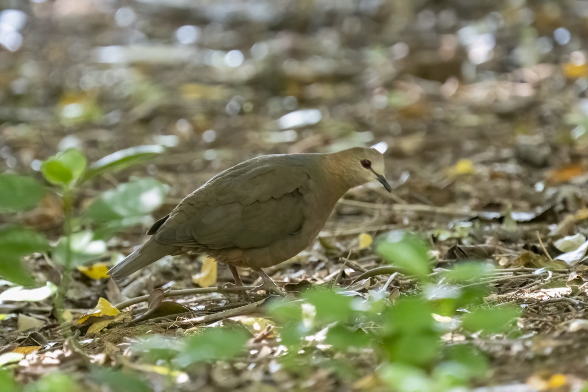 Lemon Dove - ML644402173