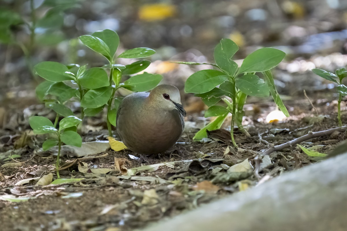 Lemon Dove - ML644402174