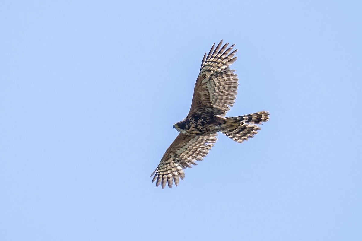 Black Goshawk - ML644402183