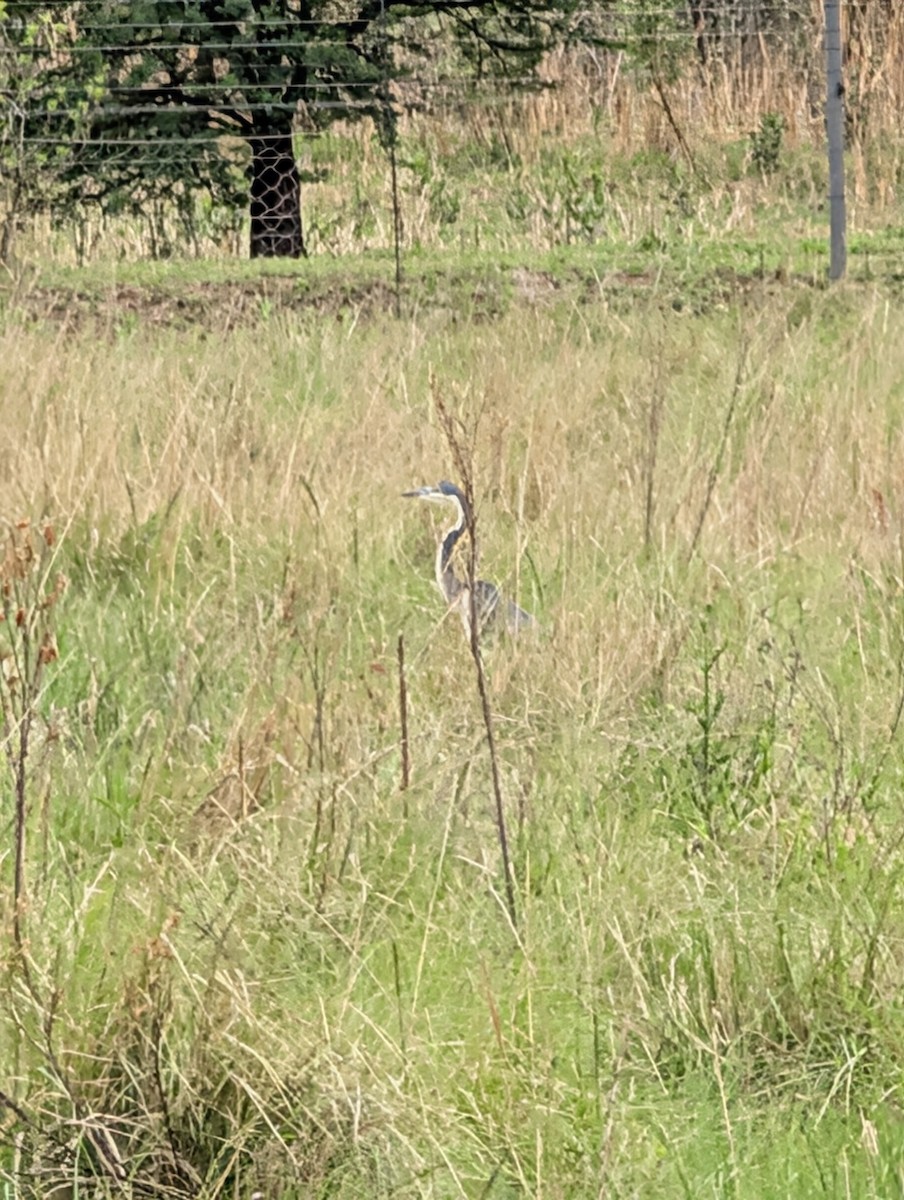 Black-headed Heron - ML644402189
