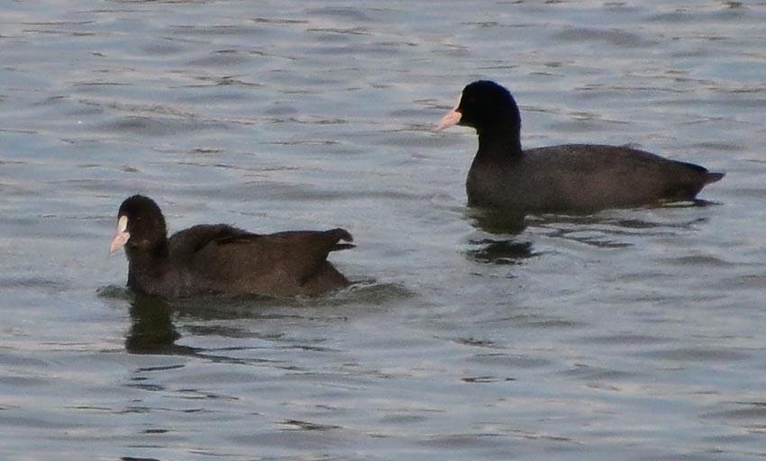 Eurasian Coot - ML644402193