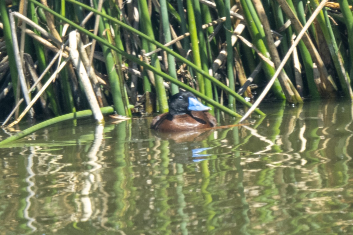 Maccoa Duck - ML644402194