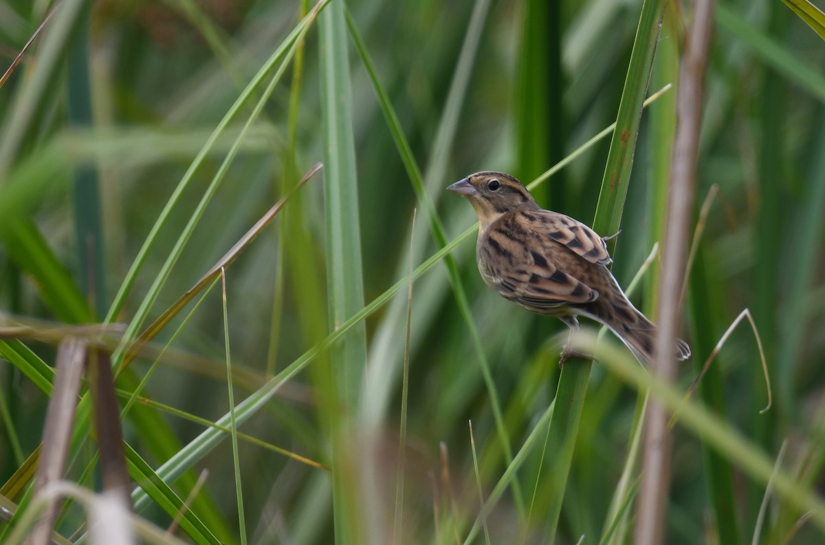 シマアオジ - ML644402195