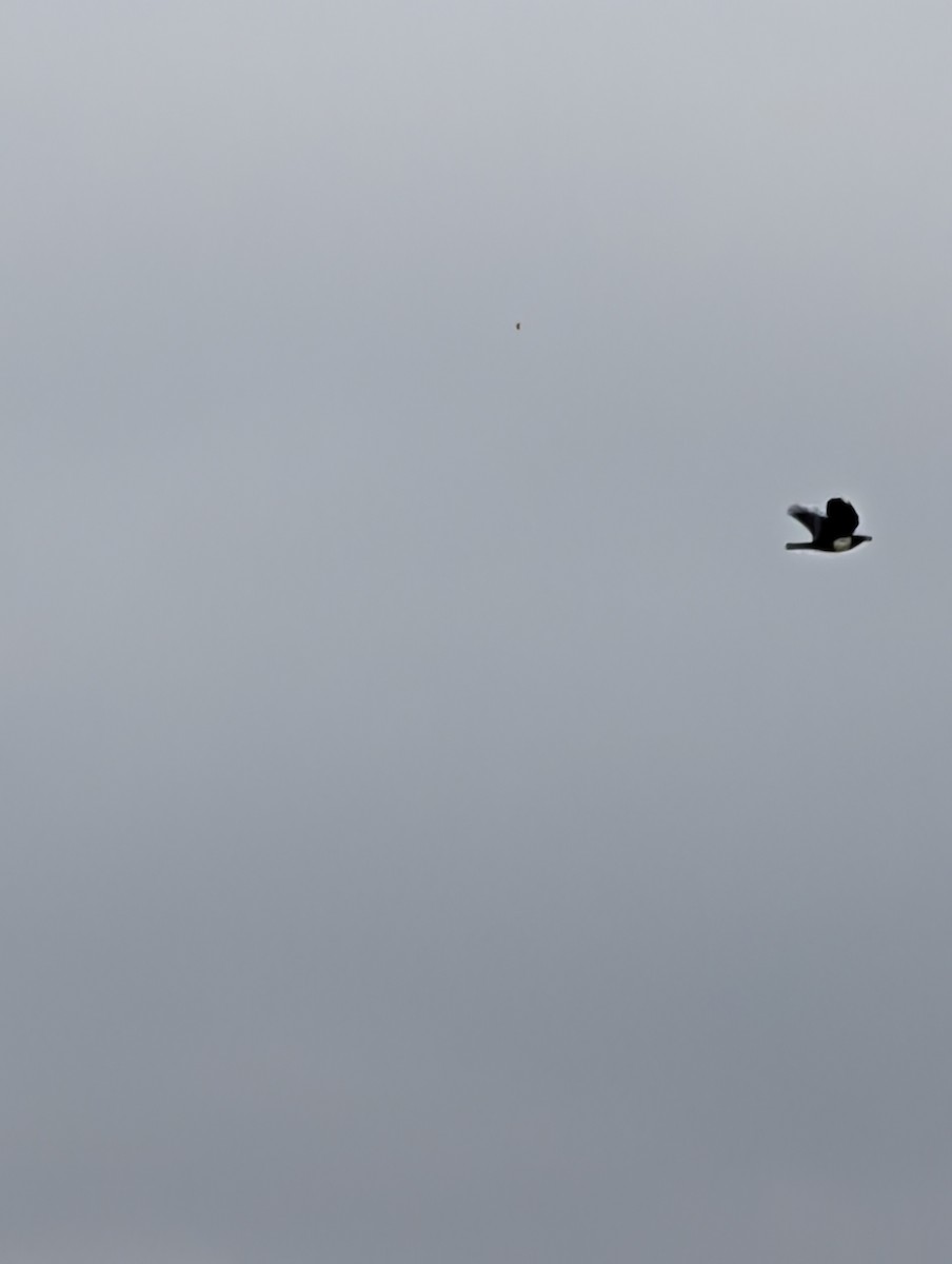 vrána černobílá - ML644402208