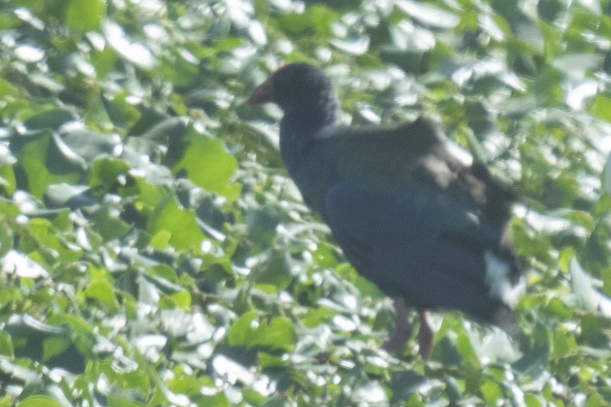 grønnryggsultanhøne - ML644402209