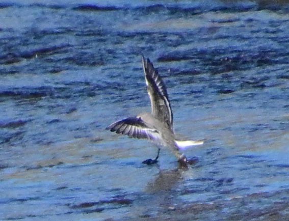 Temminck's Stint - ML644402210
