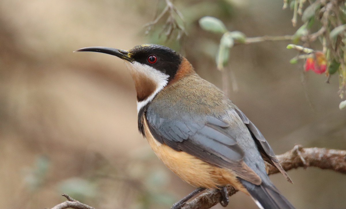 Eastern Spinebill - ML644402212
