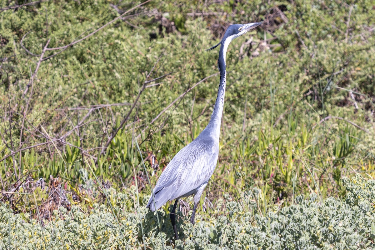 Black-headed Heron - ML644402213