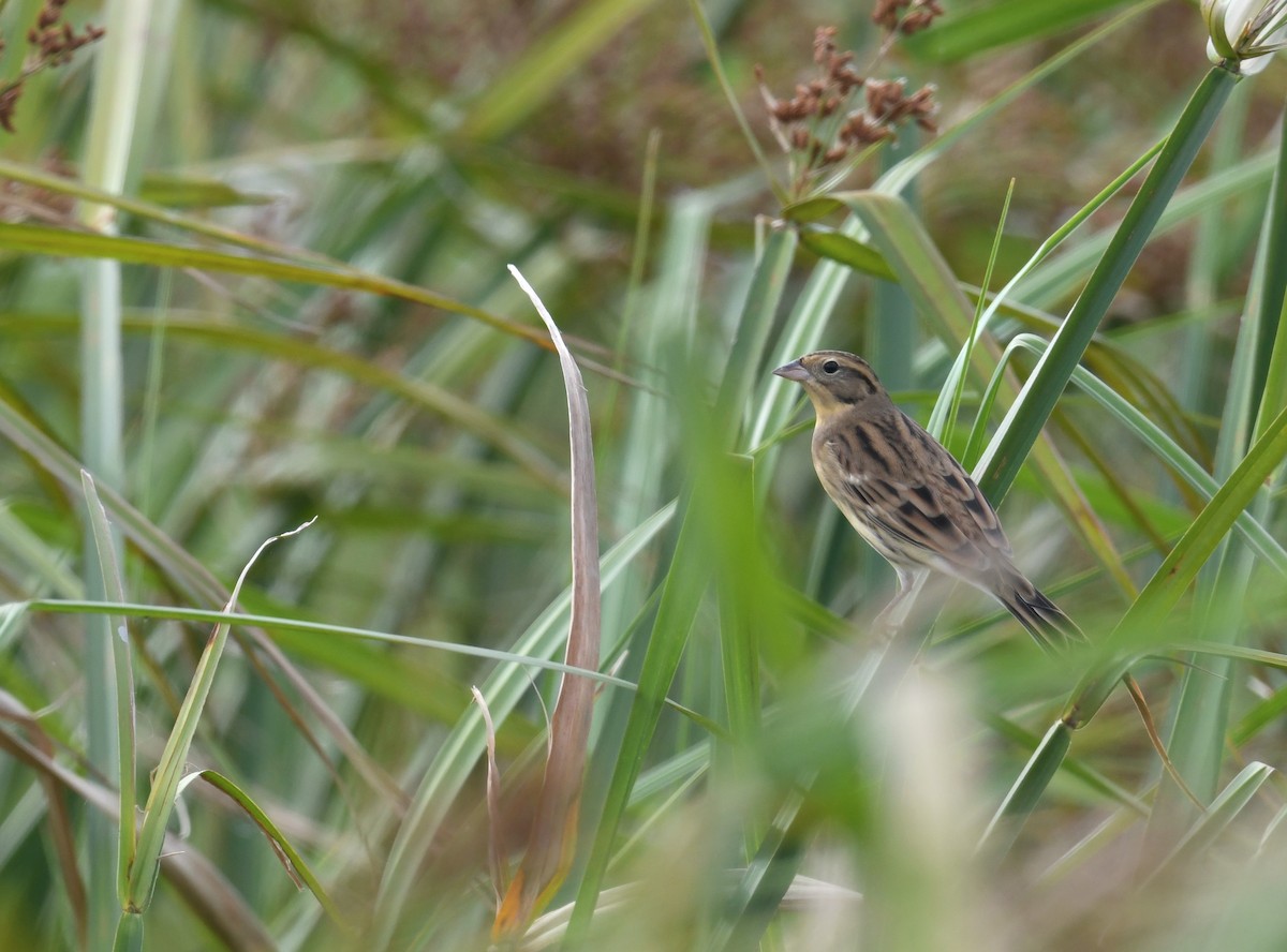 シマアオジ - ML644402214