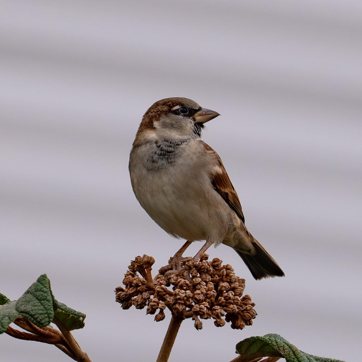 Оронгийн бор шувуу - ML644402217