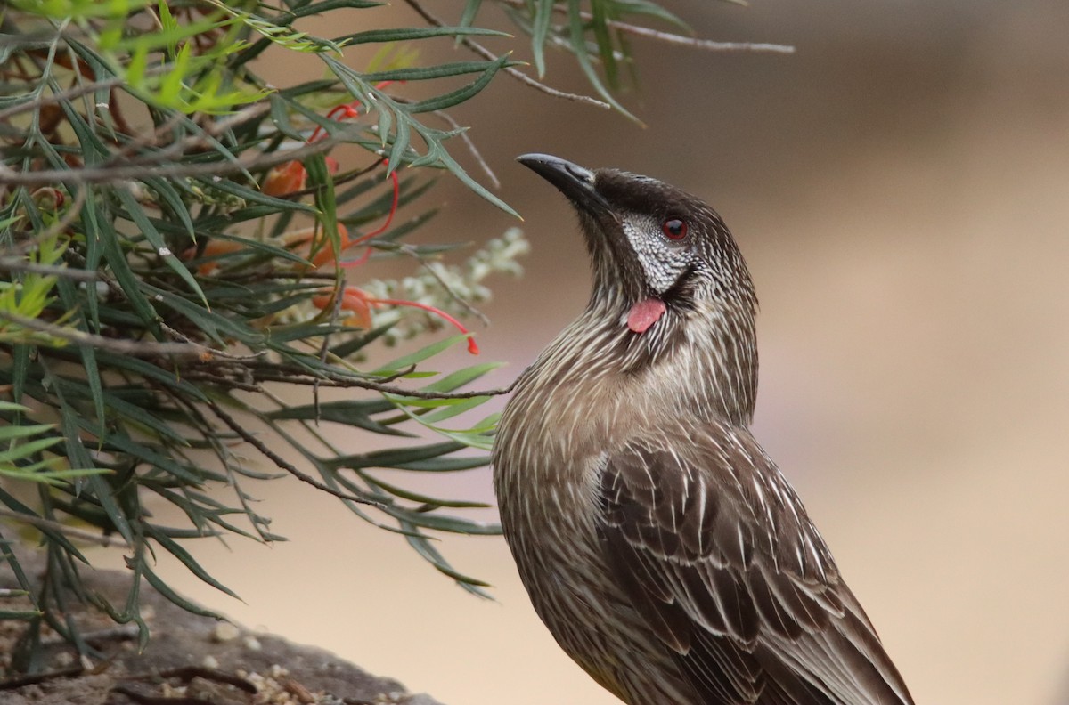 Red Wattlebird - ML644402218