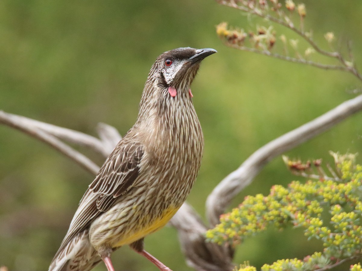 Red Wattlebird - ML644402219