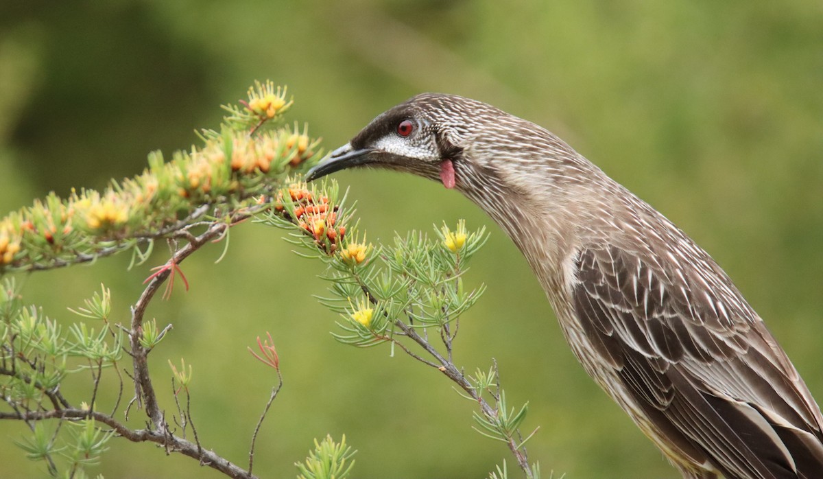 Red Wattlebird - ML644402220