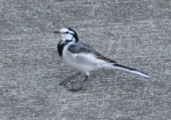 Bachstelze - ML644402221