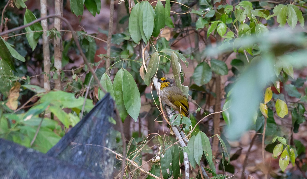 Stripe-throated Bulbul - ML644402222