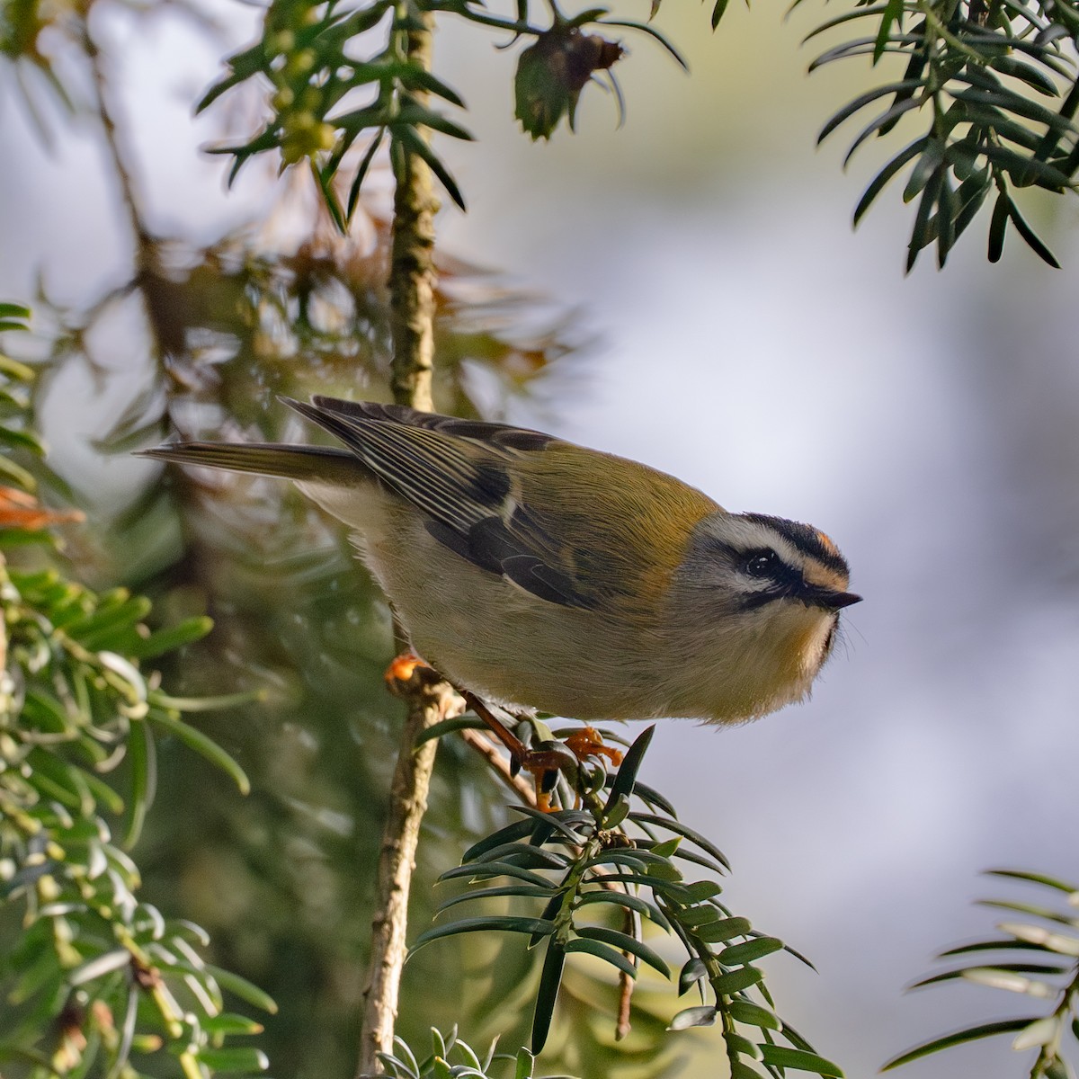Common Firecrest - ML644402223