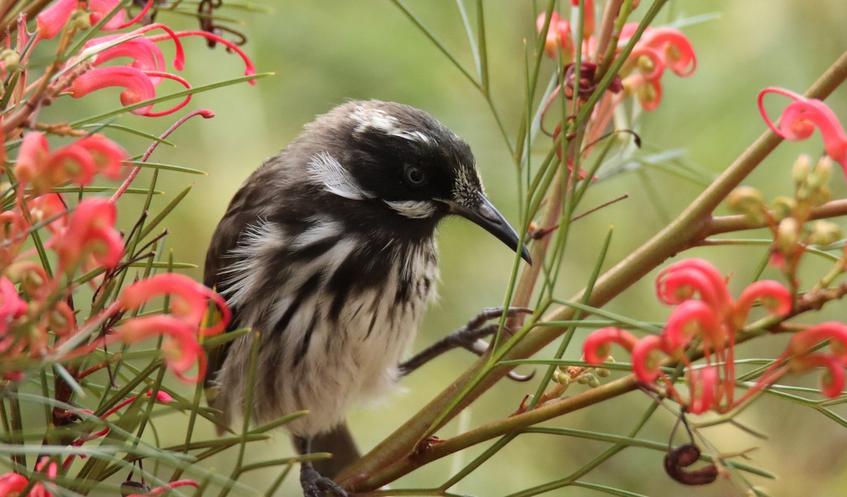 Weißaugen-Honigfresser - ML644402224