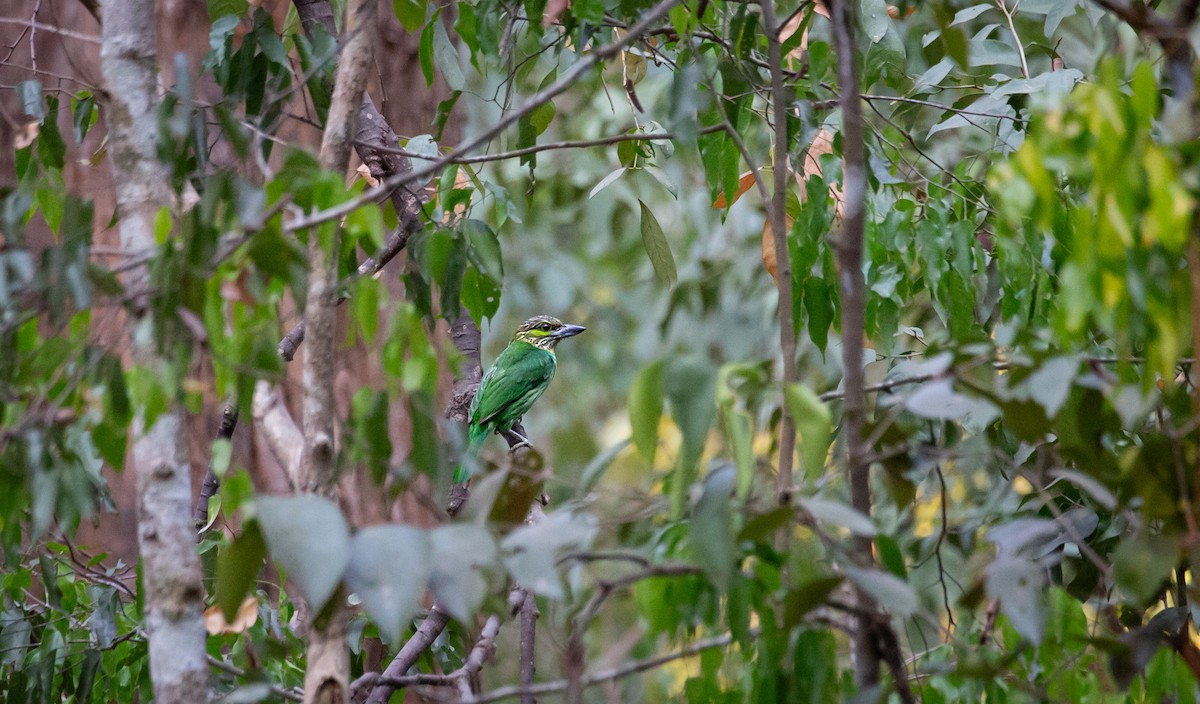Green-eared Barbet - ML644402225