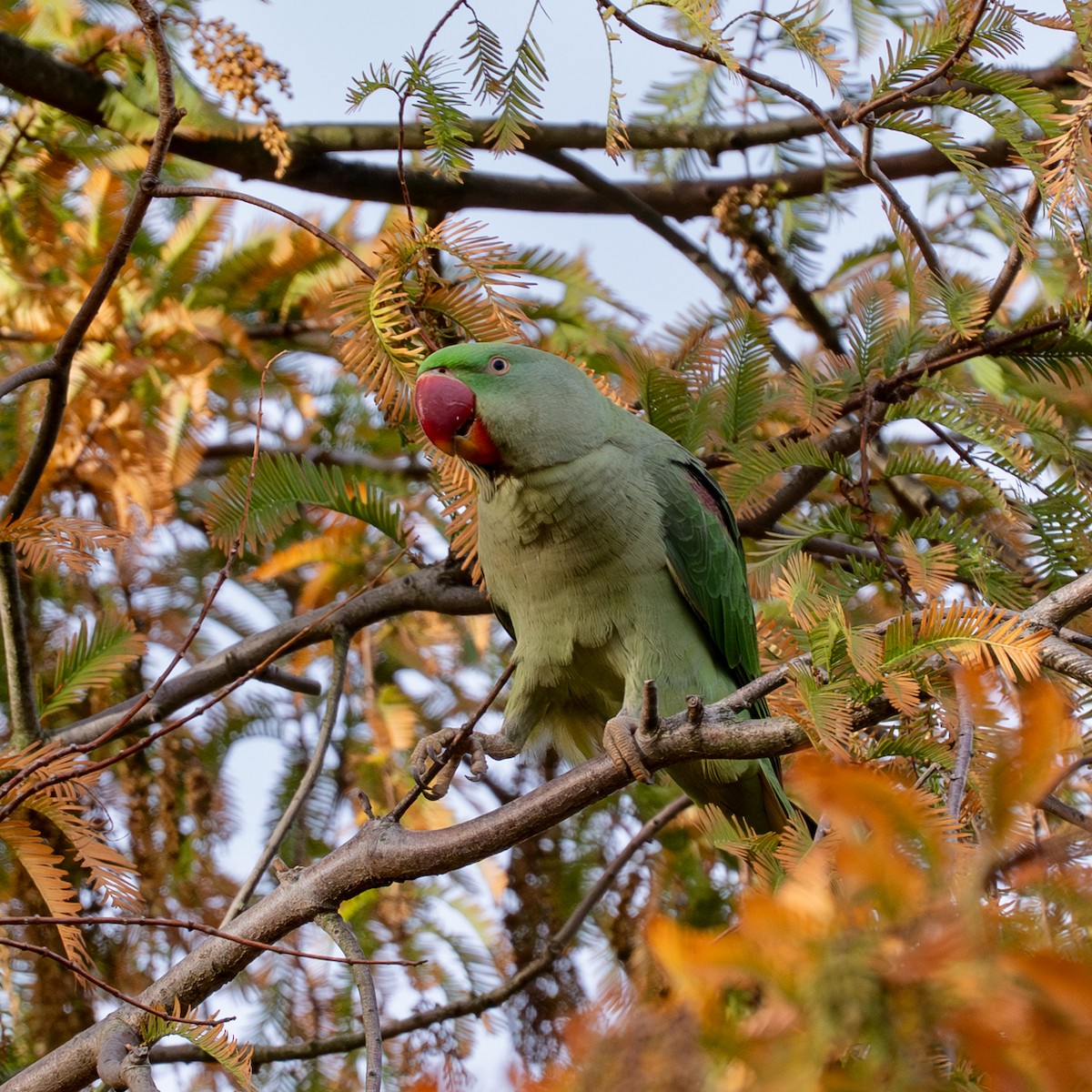 Alexandrine Parakeet - ML644402226