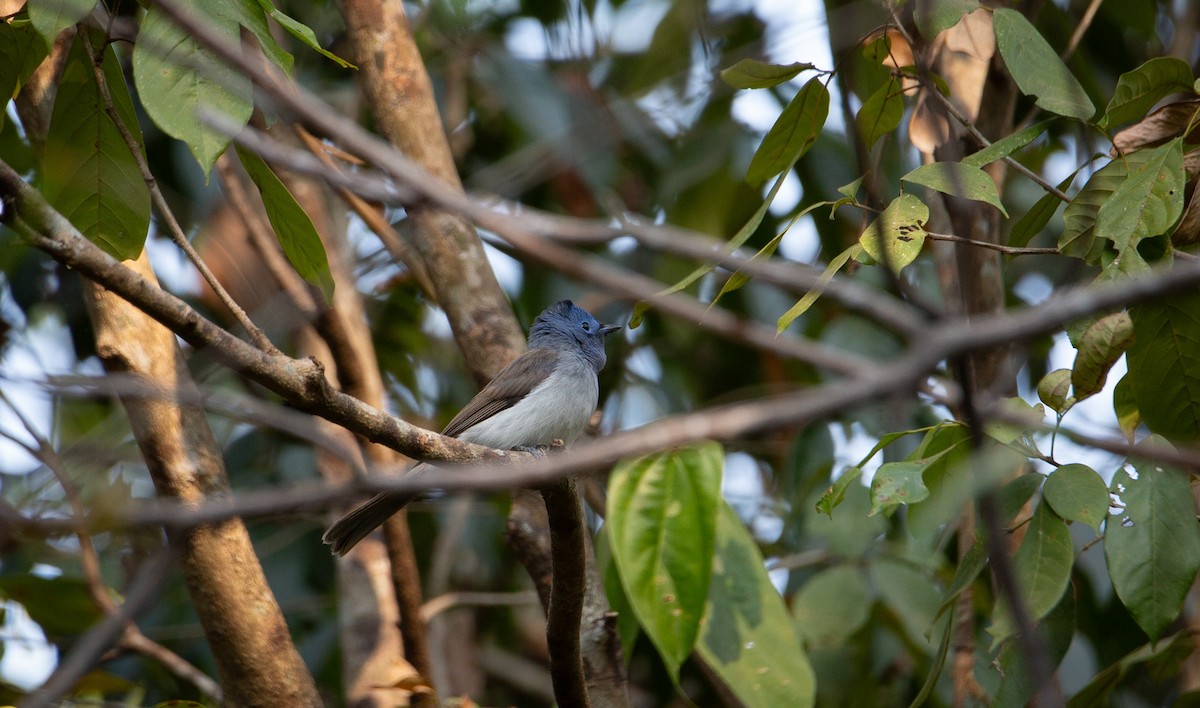 Black-naped Monarch - ML644402227