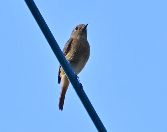 Daurian Redstart - ML644402228