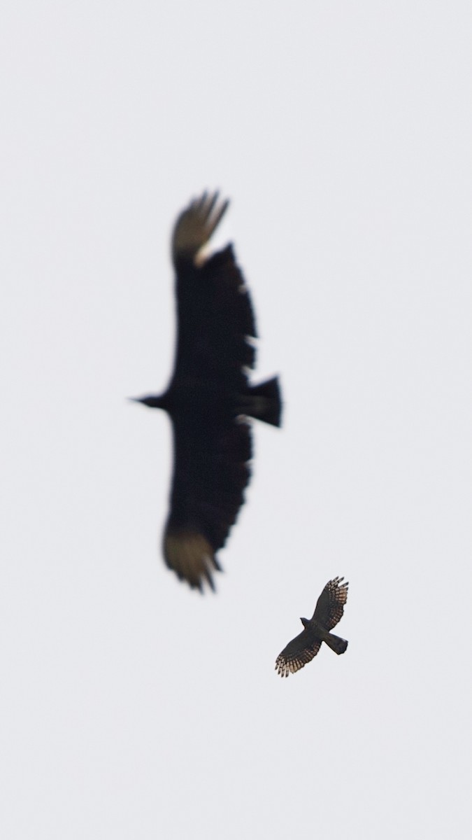 Hook-billed Kite - ML644402230