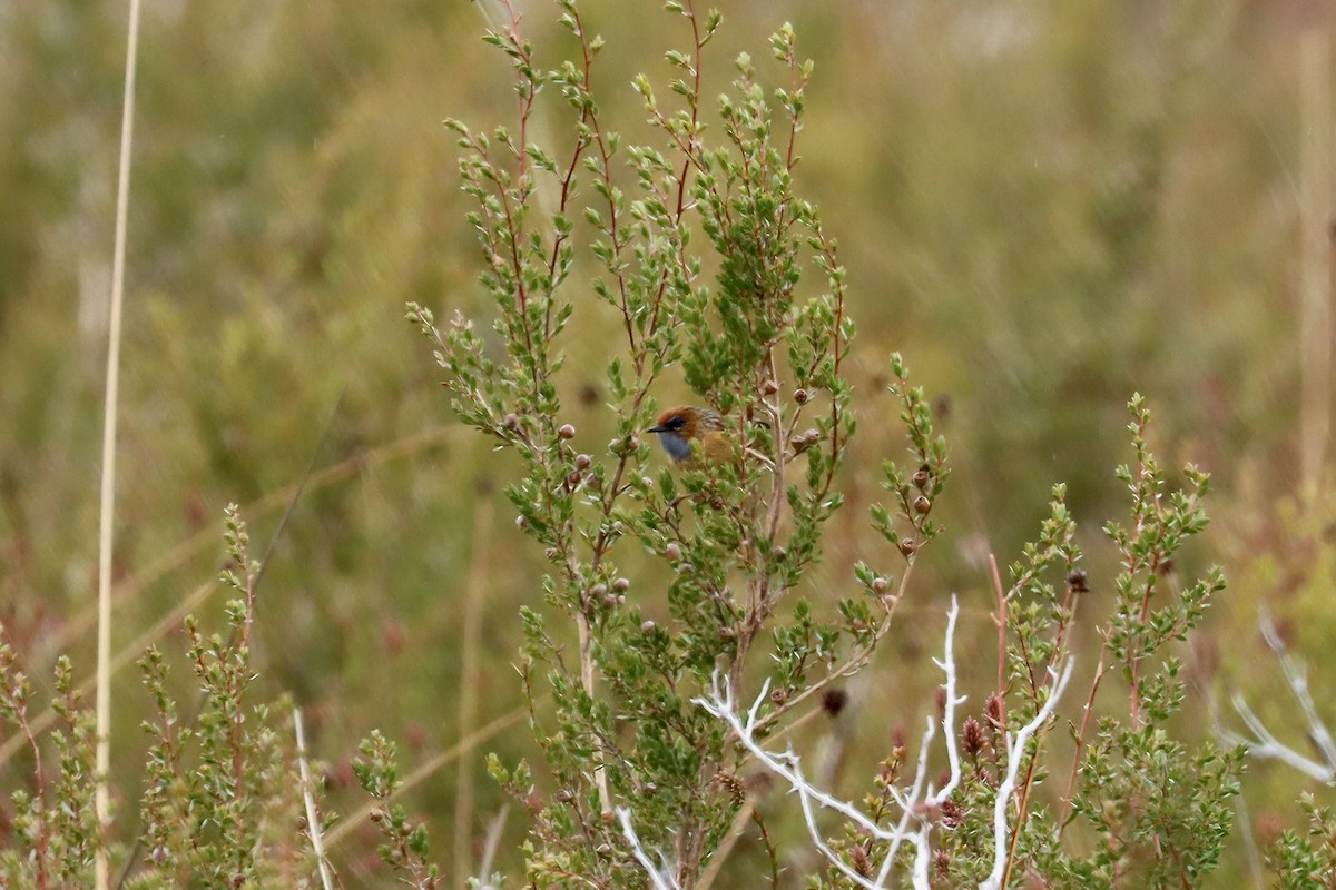 Southern Emuwren - ML644402235