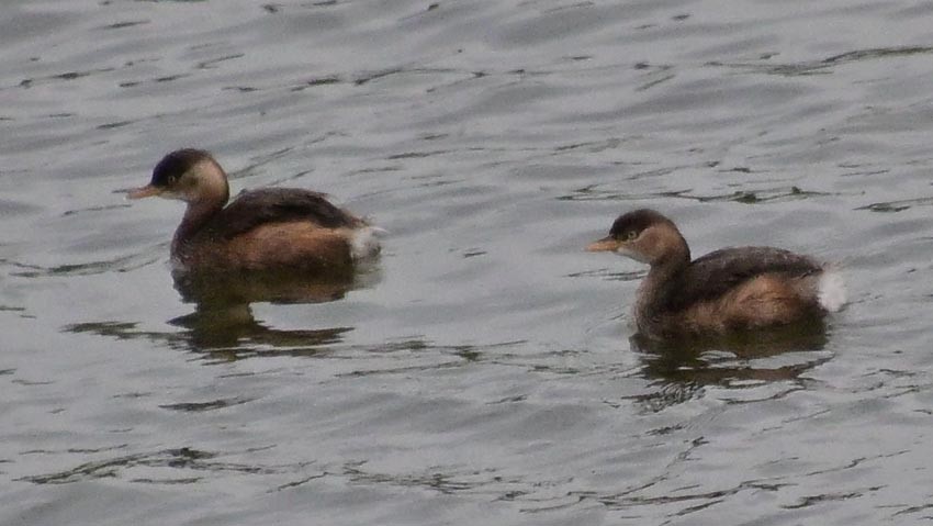 Little Grebe - ML644402237