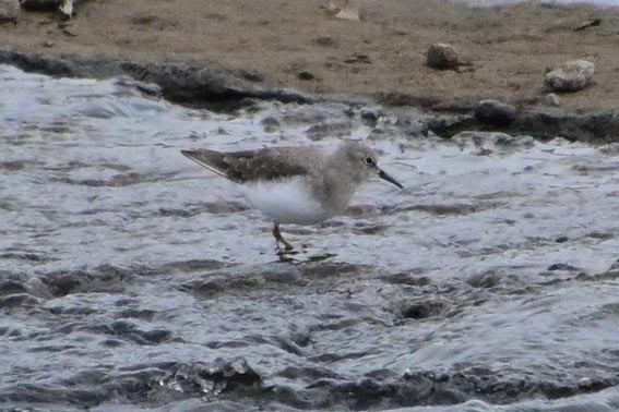 Temminck's Stint - ML644402245