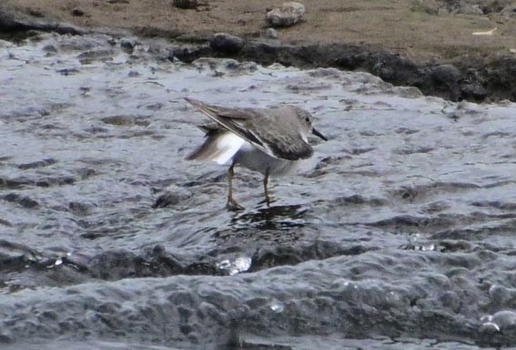 Temminck's Stint - ML644402247