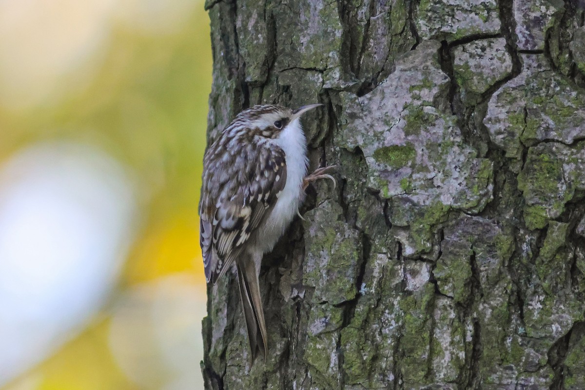 Хөвчийн бялзуумар - ML644402250