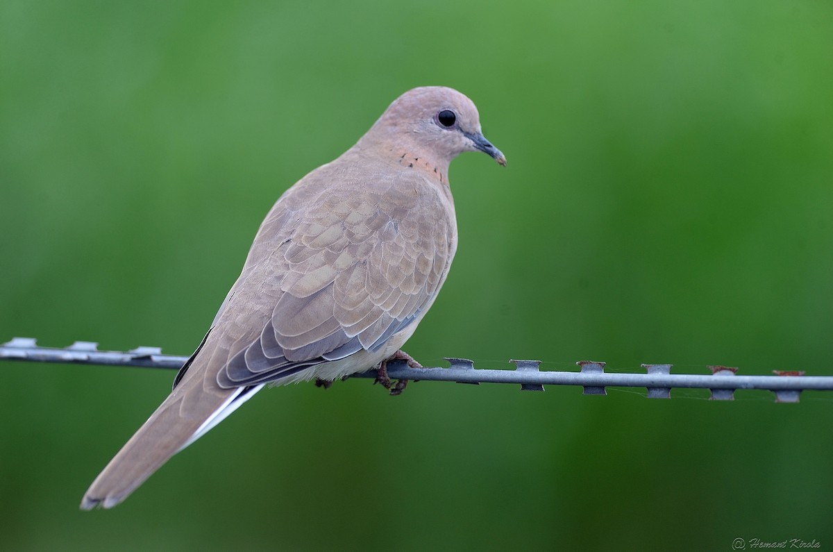 Малая горлица - ML644402252