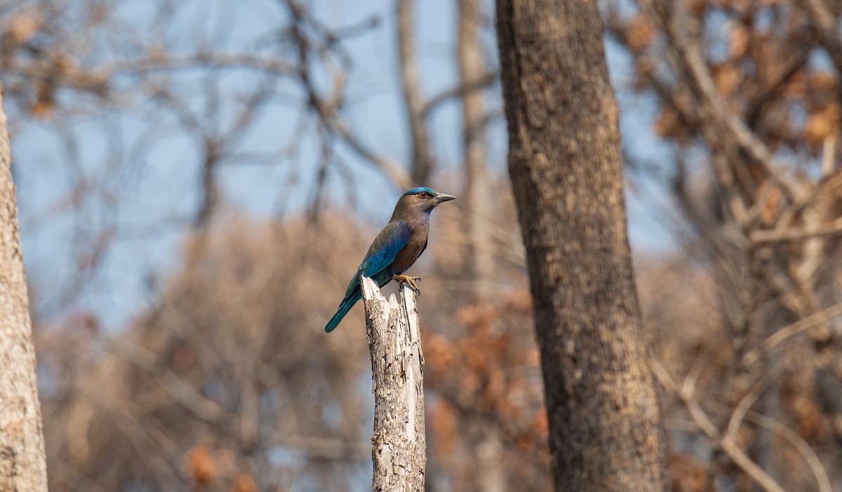 Сиворакша індокитайська - ML644402254