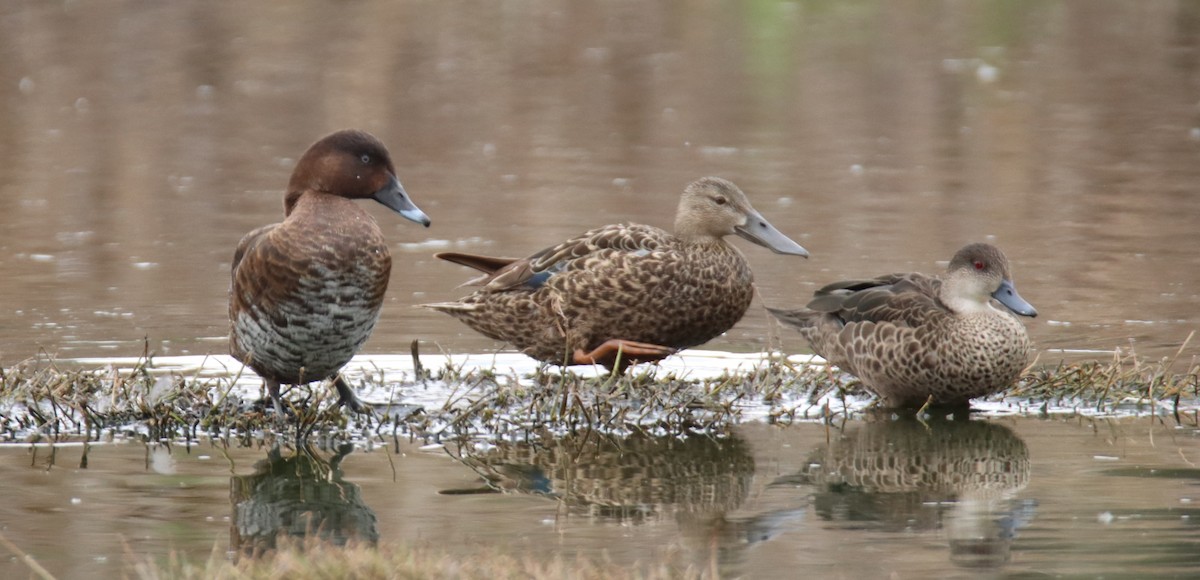 Австралийская широконоска - ML644402264