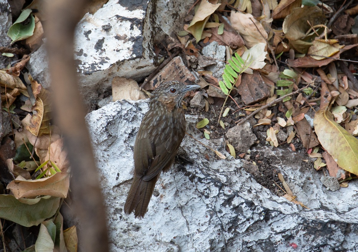 Rufous Limestone Babbler - ML644402266