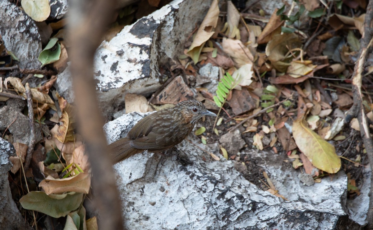 Rufous Limestone Babbler - ML644402267