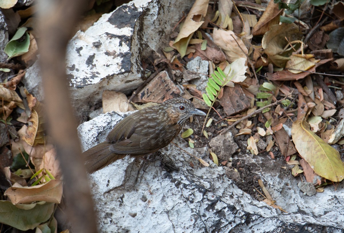Rufous Limestone Babbler - ML644402268