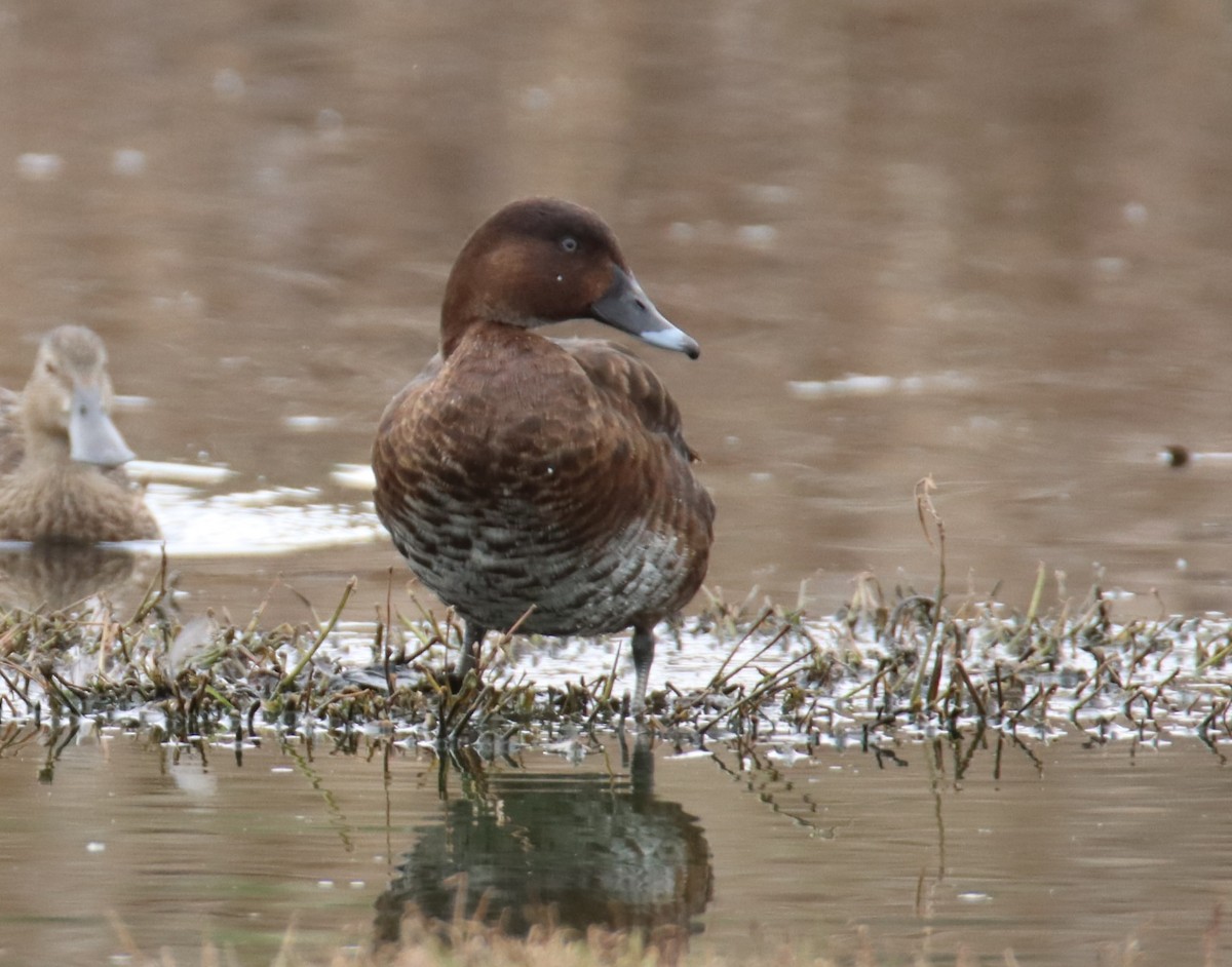 Hardhead - ML644402269