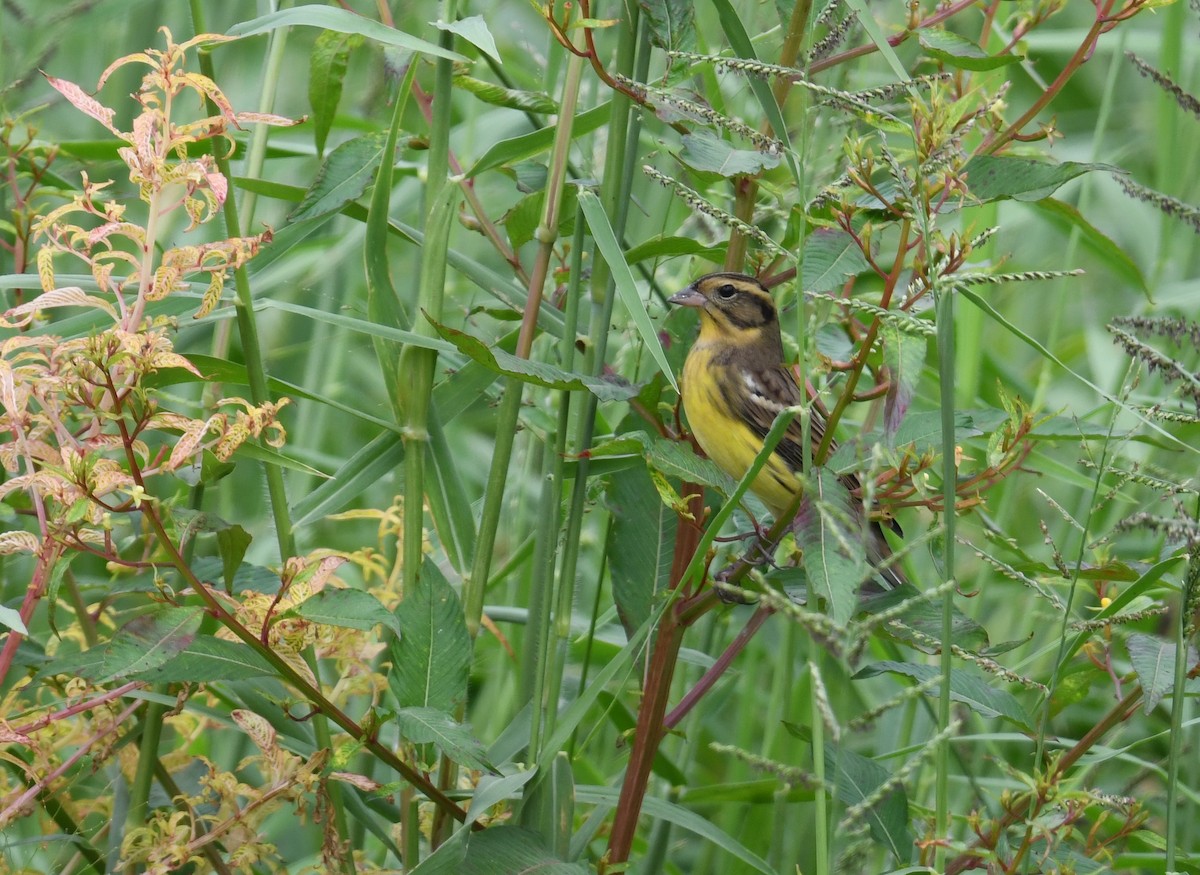 シマアオジ - ML644402276