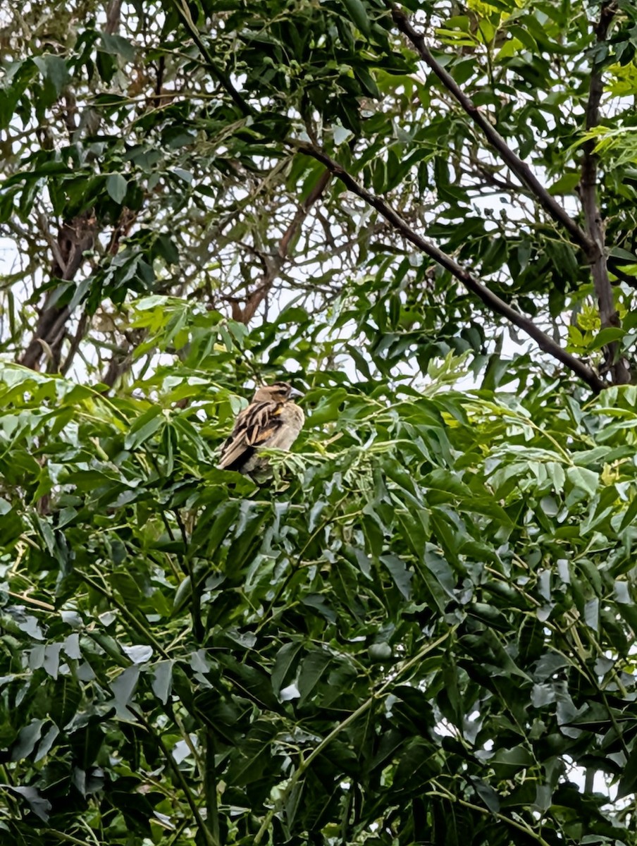 White-winged Widowbird - ML644402281