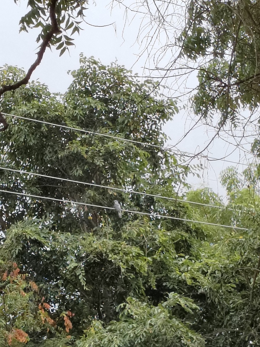 ハイタカジュウイチ - ML644402289