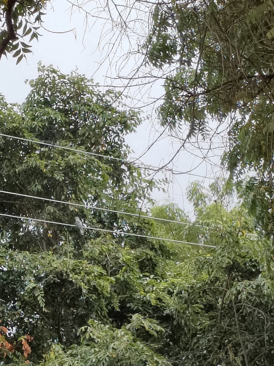 ハイタカジュウイチ - ML644402290