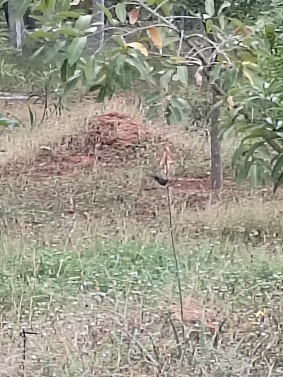 Loten's Sunbird - ML644402296