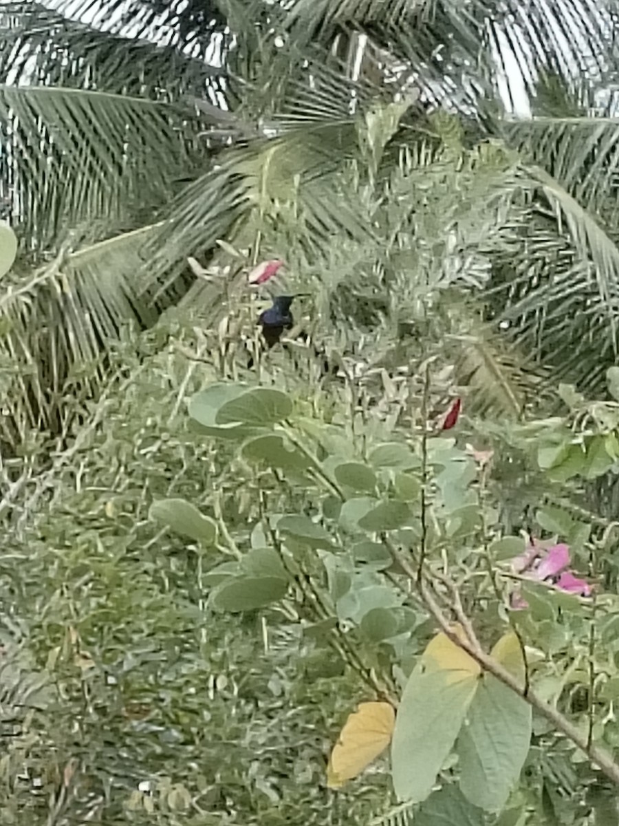 Loten's Sunbird - ML644402297