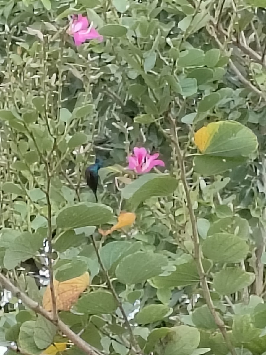 Loten's Sunbird - ML644402298